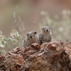 Speke's pectinator (Pectinator spekei)