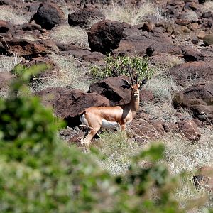 Pelzeln's Gazelle (Gazella dorcas pelzelnii)