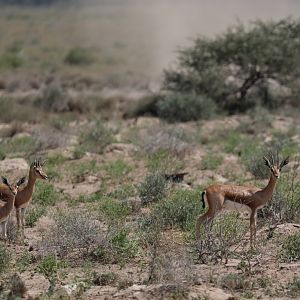 Pelzeln's Gazelle (Gazella dorcas pelzelnii)