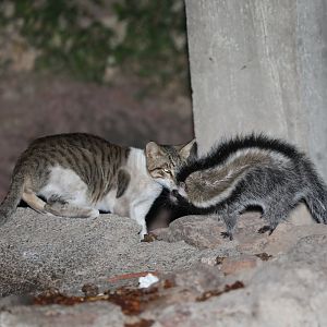 maned rat or crested rat (Lophiomys imhausi) w/ domestic cat