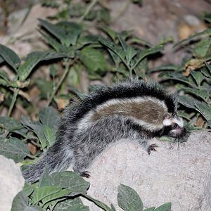 maned rat or crested rat (Lophiomys imhausi)
