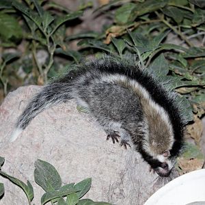 maned rat or crested rat (Lophiomys imhausi)