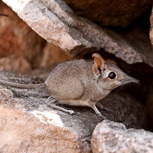Somali elephant shrew or Somali sengi (Galegeeska revoilii)
