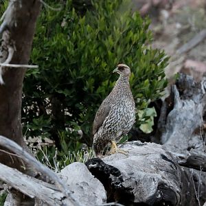 Djibouti francolin (Pternistis ochropectus)