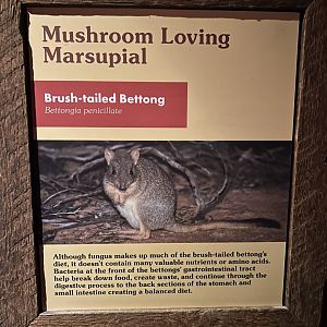 Australia House-brush-tailed bettong sign
