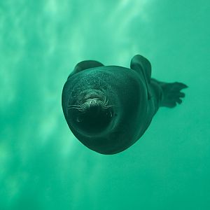 Northern Fur Seal (Chiidax)