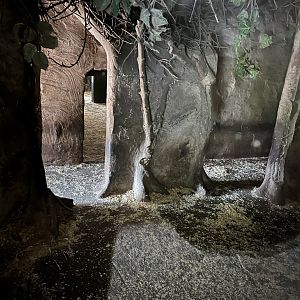 Red river hog indoors 29.6.24