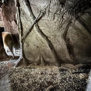 Red river hog indoors 29.6.24