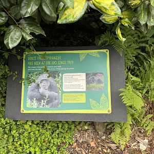 Boris the chimpanzee sign 29.6.24