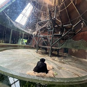 Chimpanzee indoors 29.6.24