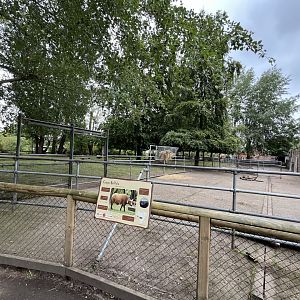 Congo buffalo enclosure 29.6.24