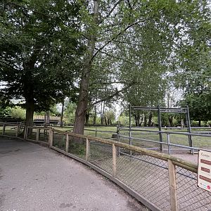 Congo buffalo enclosure 29.6.24