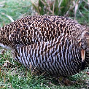 Greater Prairie-Chicken