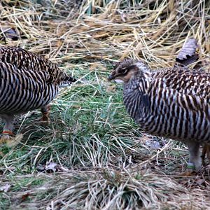 Greater Prairie-Chickens