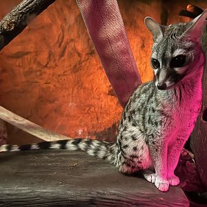 Small-spotted Genet