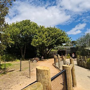 Future kangaroo enclosure