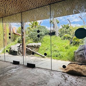 Sumatran tiger enclosure