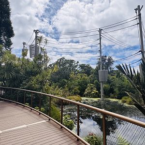 Aerial pathway for apes