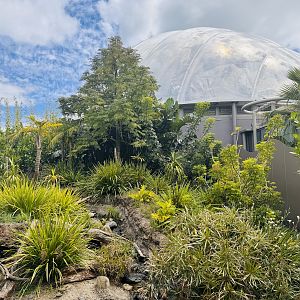 Tropical dome