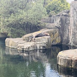 New Zealand Fur Seal enclosure