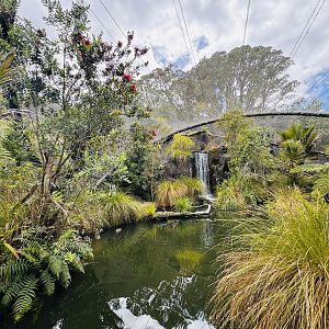 Te Wao Nui - Wetlands Aviary