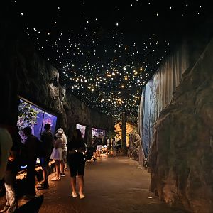 Te Wao Nui - Kiwi enclosures