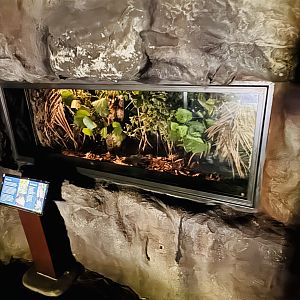 Te Wao Nui - Weta/Pacific Gecko enclosure