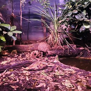 North Island Brown Kiwi