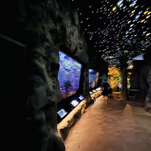 Te Wao Nui - Kiwi enclosure