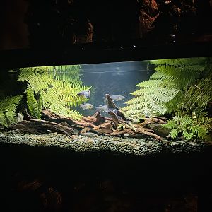 Te Wao Nui - Fish tank