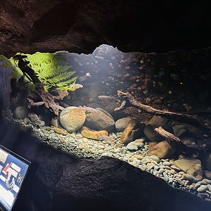 Te Wao Nui - Fish tank