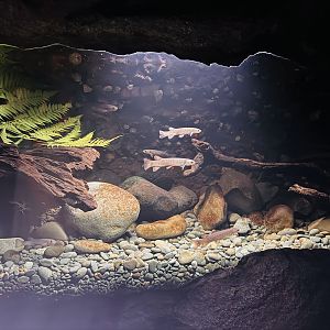 Te Wao Nui - Fish tank