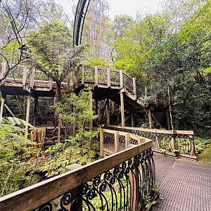 Te Wao Nui - Forest aviary