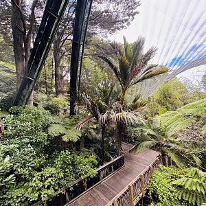 Te Wao Nui - Forest aviary