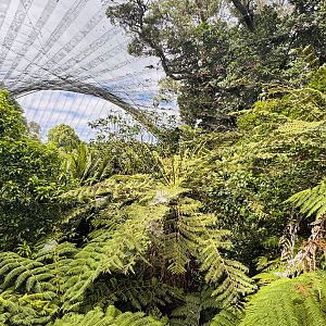 Te Wao Nui - Forest aviary