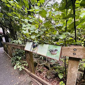 Te Wao Nui - Forest aviary