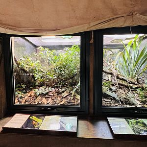Te Wao Nui - Native lizard enclosures