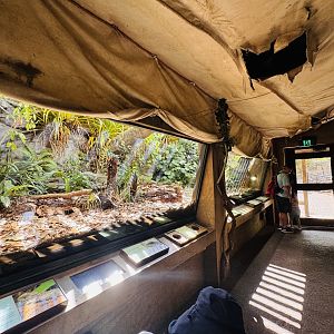 Te Wao Nui - Tuatara enclosure
