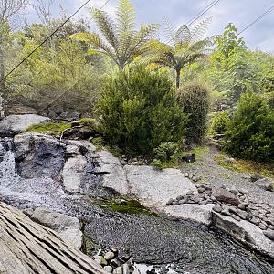 Te Wao Nui - High country aviary
