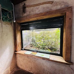 Te Wao Nui - Rough gecko tank