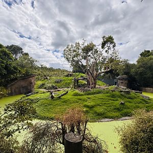 Hamadryas baboon enclosure