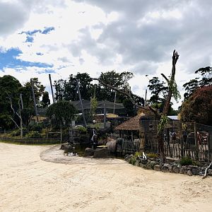 Lovebird/meerkat/leopard tortoise complex