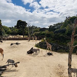 African savannah (six species in photo)