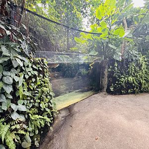 Asian arowana/datnoid tank