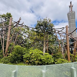 Bornean orangutan enclosure