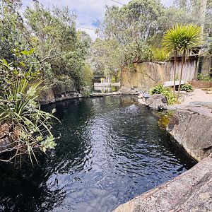Little penguin enclosure