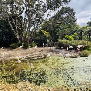Greater flamingo enclosure