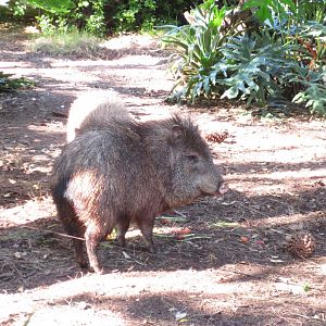 Peccary, Adelaide Zoo 2014