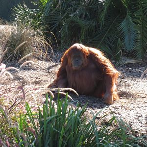 Orangutan, Adelaide Zoo 2014