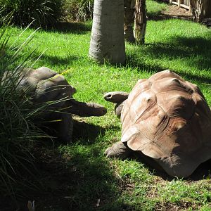 Giant ortoises, Adelaide Zoo 2014